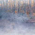 Dead tree at the pond