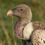 R&uuml;ppell's Griffon Vulture - Gyps rueppelli