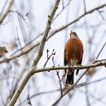 Robin Up in a Tree