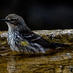 Just A Quick Dip (1)