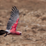 Galah (Eolophus roseicapilla)