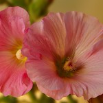 Flower with multiple names