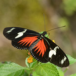 doris longwing