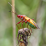 COTTON STAINERS - DYSDERCUS