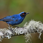 Masked Flowerpiercer