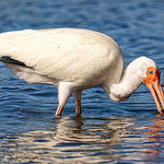 Ol' Blue Eyes - White Ibis