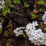 Wild Black Cherry Blossoms