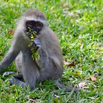 "This flower smells nice"