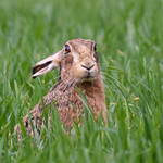 Brown Hare Lepus europaea - Not The Easter Bunny