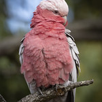 Galah