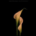 Abbracciati in una spirale. Light Painting by #WhiteANGEL #LimitEdition