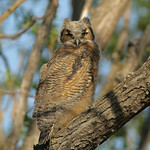 Great Horned Owlet...#2