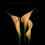 Io vorrei...Non vorrei...Ma... Light Painting Ph. by #WhiteANGEL