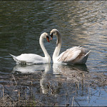 A Perfect Heart ❤...