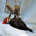 Woodpecker-Big Red (Pileated)