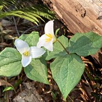 Pacific Trilliums - Vancouver Island, British Columbia, Canada