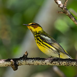 Cape May Warbler