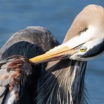 Great Blue Heron Preening