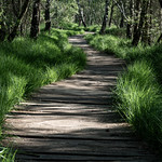 geschwungen ins Moor..