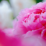 peony