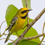 Lawerence's Warbler (hybrid)