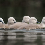 Cygnets