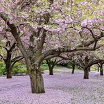 Carpeted Cherry Walk