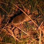 Four-toed Elephant Shrew (sengi) running away
