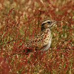 Woodlark