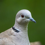 collered Dove.tif