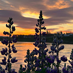 Lupine stalks along the Olfusa River and an Icelandic Sunrise at Selfoss, along the south coast of Iceland