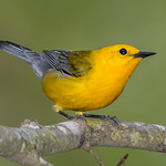 Prothonotary Warbler (explored 8/4/24)