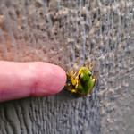 Tiny Hopper