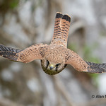 Incoming Kestrel Explore #170