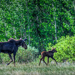 Under mama's watchful eye