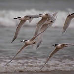 La patrouille de France