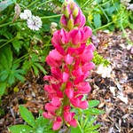 A return visit to Holker Hall