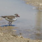 THREE-BANDED PLOVER