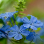 Plumbago auriculata _ Mannentrouw