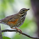 Redwing // Tordo-ruivo