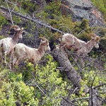 Big Horns in Big Sky, Montana