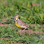 Western Meadowlark