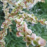 Field sorrel&hellip;&hellip;