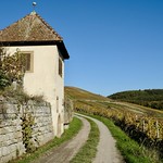 Vineyard Flein near Heilbronn