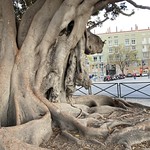 Roots of a Ficus tree in Valencia