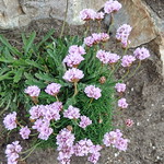 Cameret-sur-mer, Finistere, Bretagne, Francia