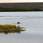 I'm So Ready, Set and Go to Explore the World to My Front (Katmai National Park & Preserve)