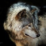 Loup Gris . / Gray Wolf . / Canis Lupus . Portrait.