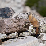 Marmot Among the Rocks