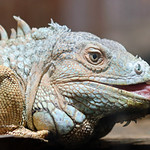 Scaly!